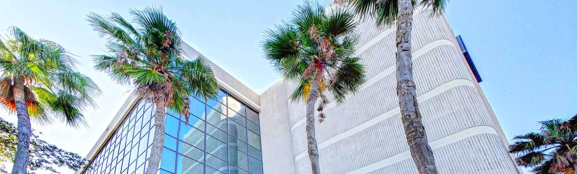 Palm Trees in front of Office Building